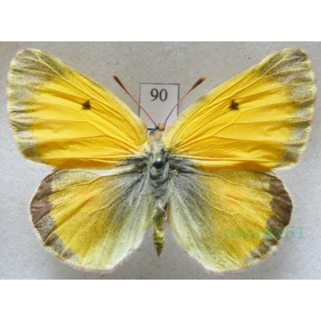 Colias croceus (Geoffroy, 1785) male Szlaczkoń sylwetnik Czech90
